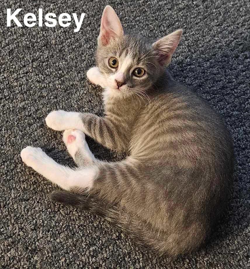 Kelsey Kelsey